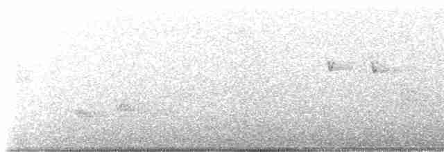 Mirlo Acuático Norteamericano - ML618919876