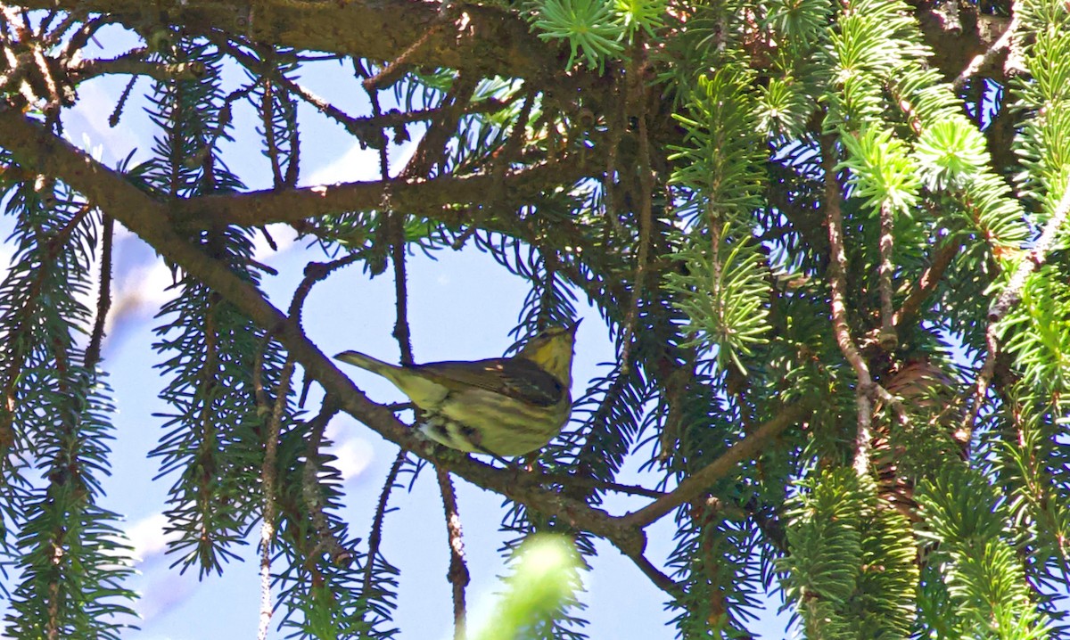Cape May Warbler - ML618919878