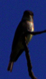 Olive-sided Flycatcher - Andrew Melnick