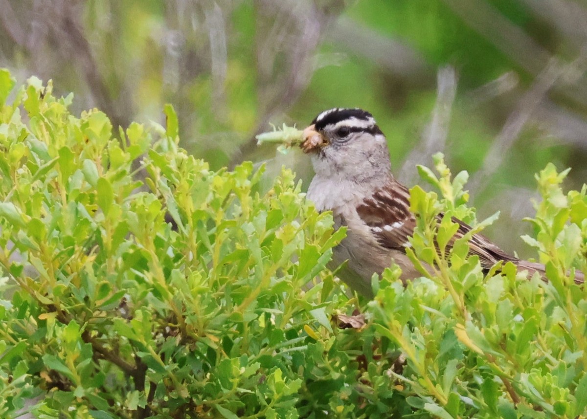 White-crowned Sparrow (nuttalli) - ML618919939