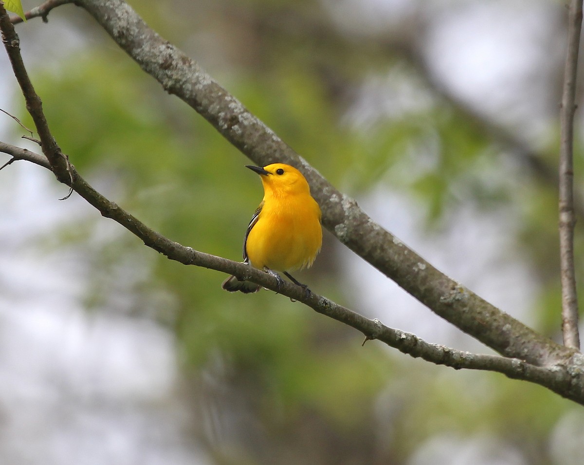 Prothonotary Warbler - ML618919985