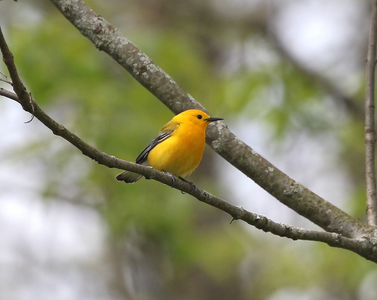 Prothonotary Warbler - ML618919986