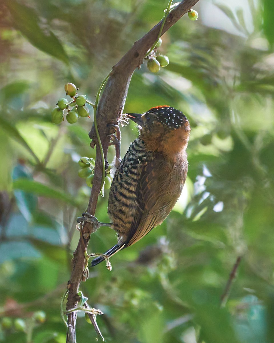 Ochre-collared Piculet - ML618920072