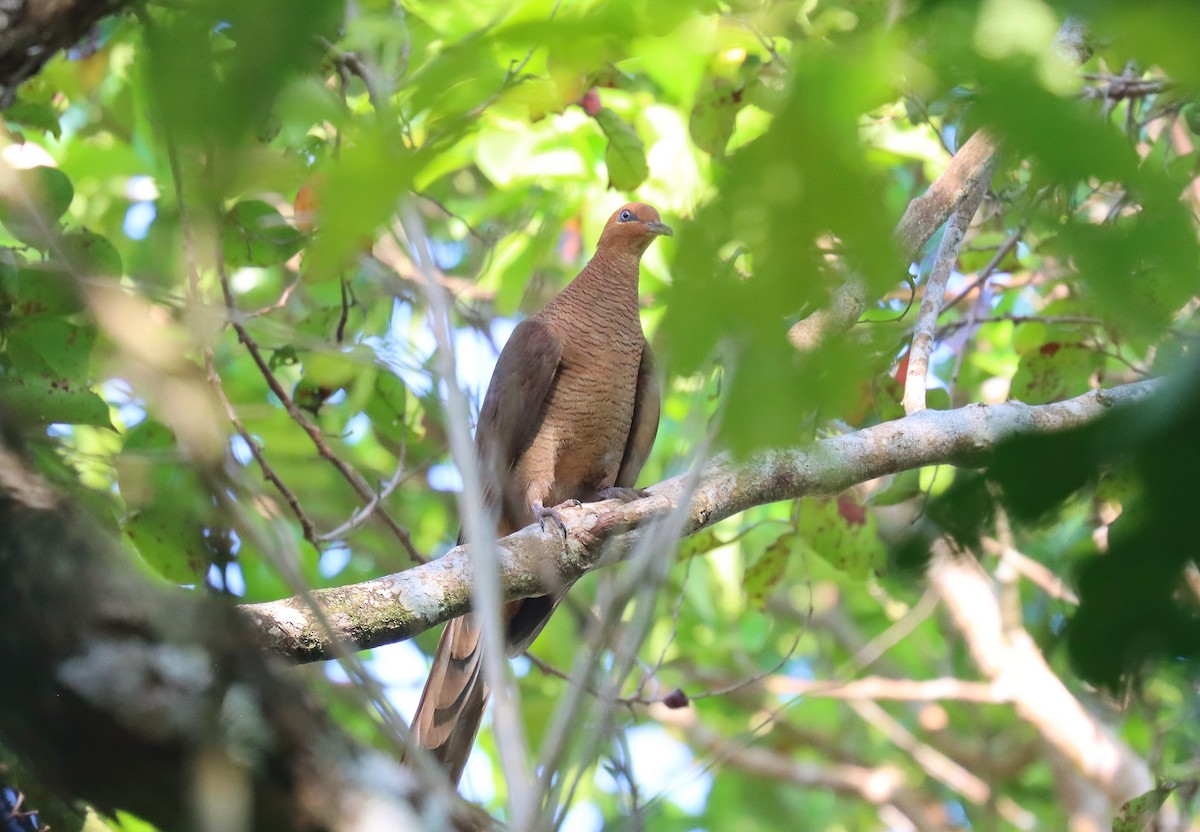Andaman Cuckoo-Dove - ML618920074