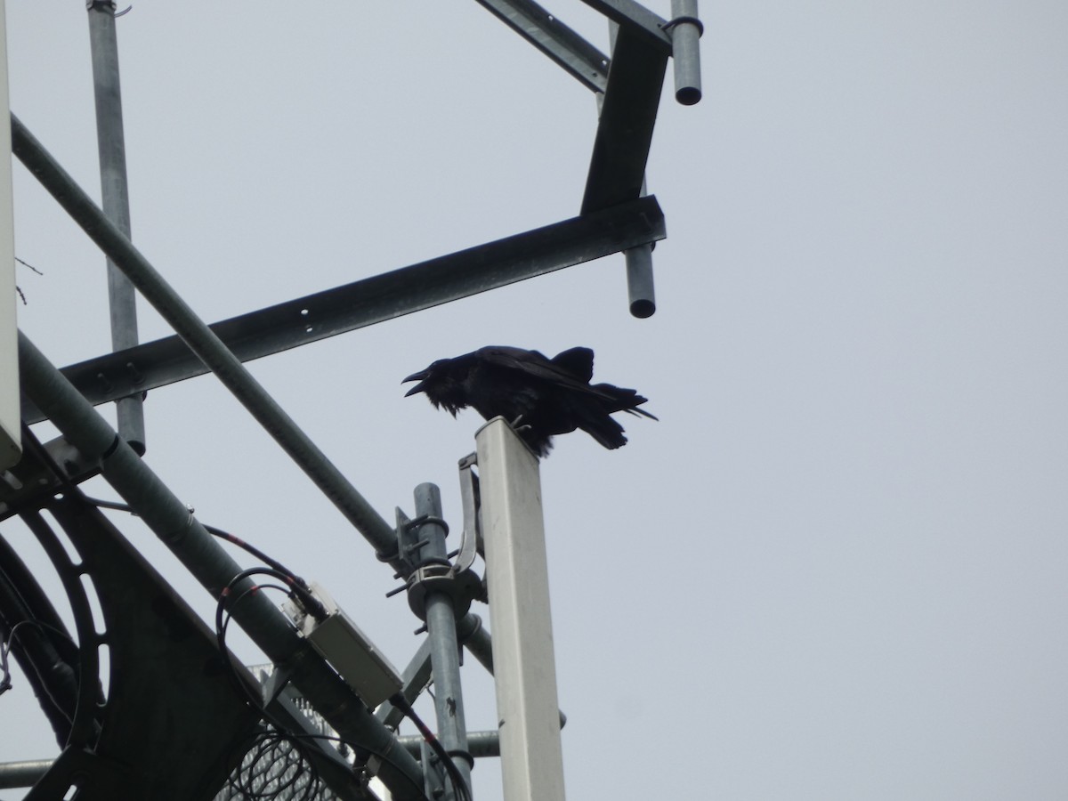 Common Raven - ML618920102