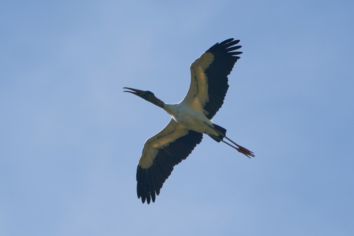 Wood Stork - ML618920186