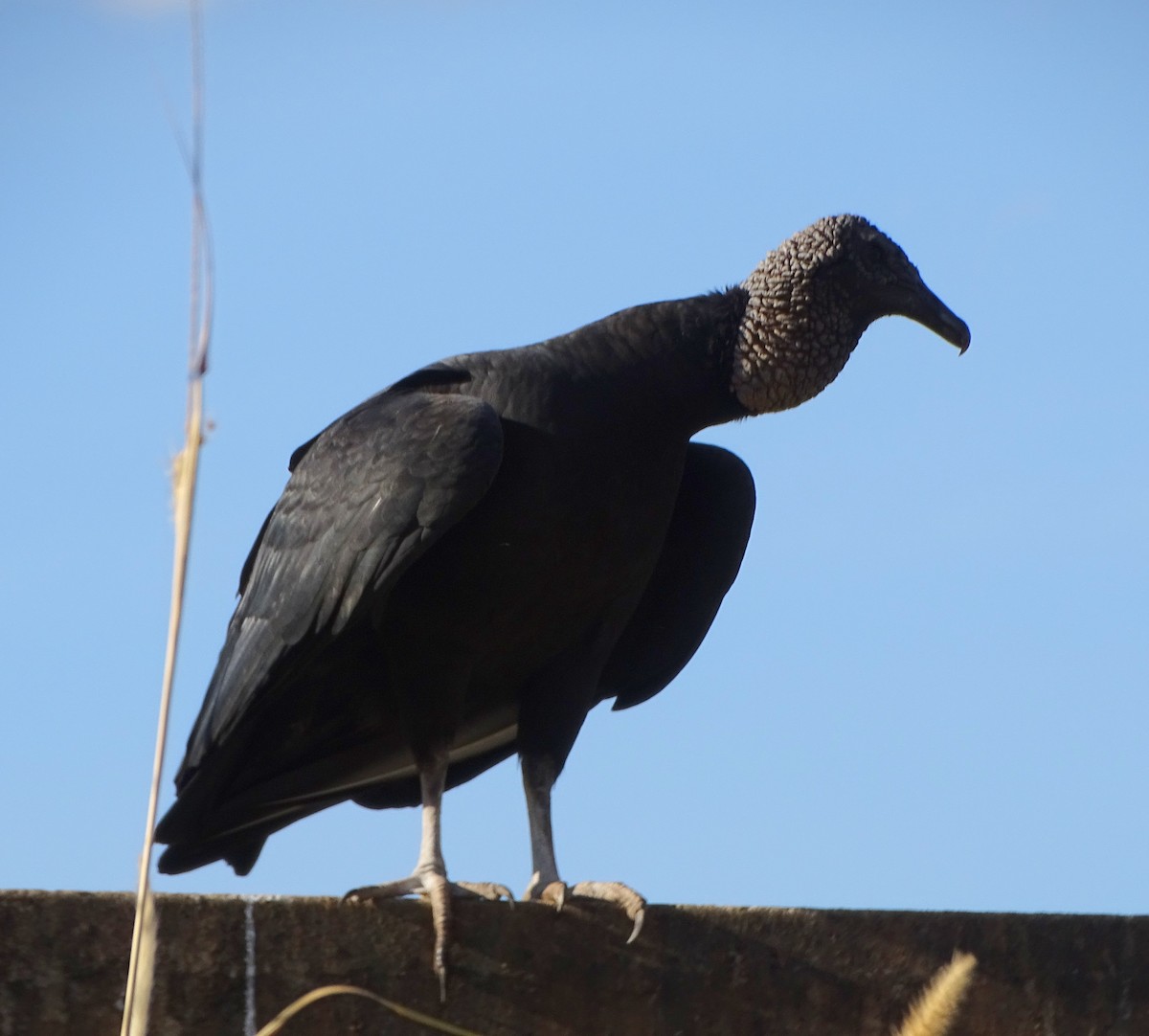 Black Vulture - Luciana Goya