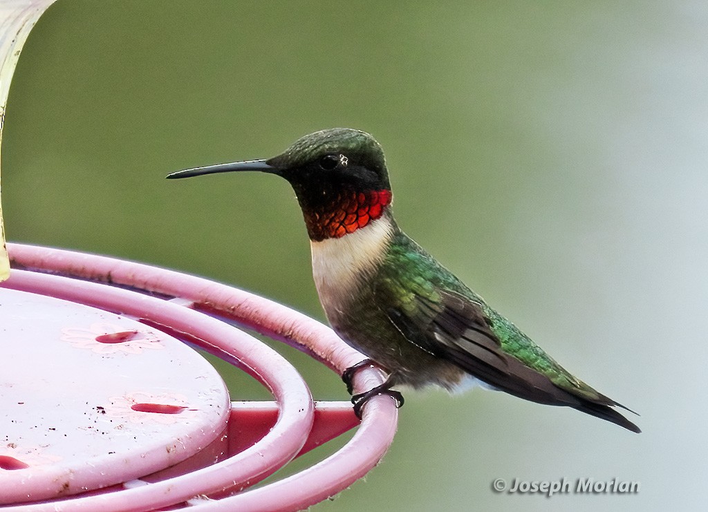Ruby-throated Hummingbird - Joseph Morlan