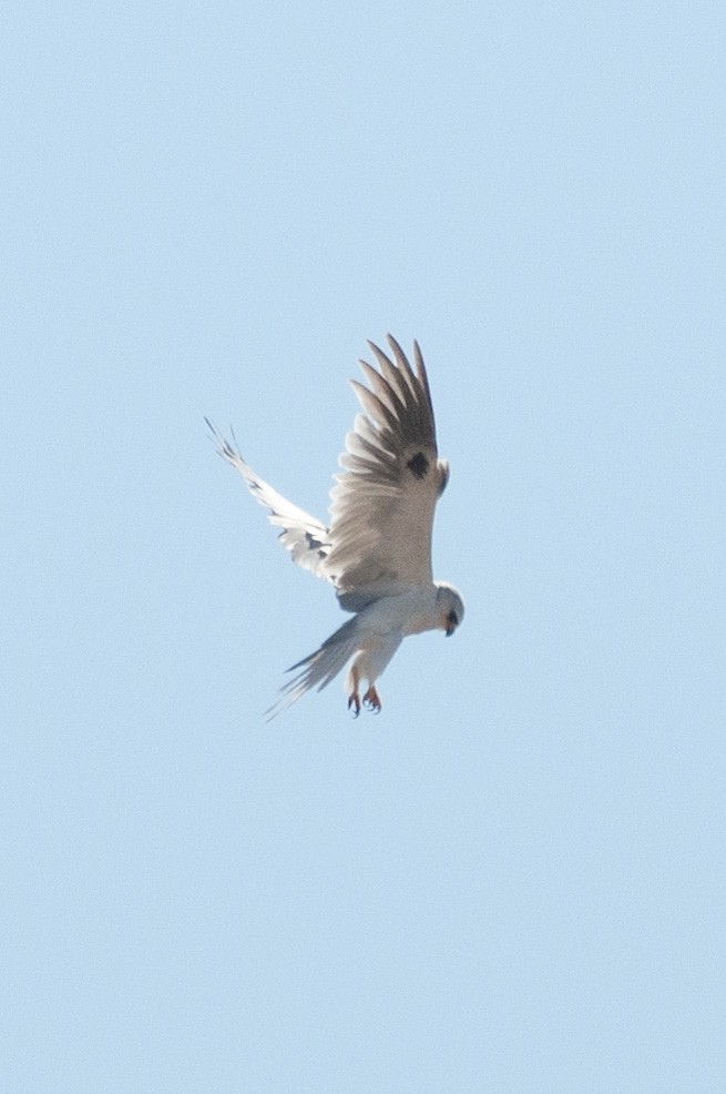 White-tailed Kite - katherine alsup
