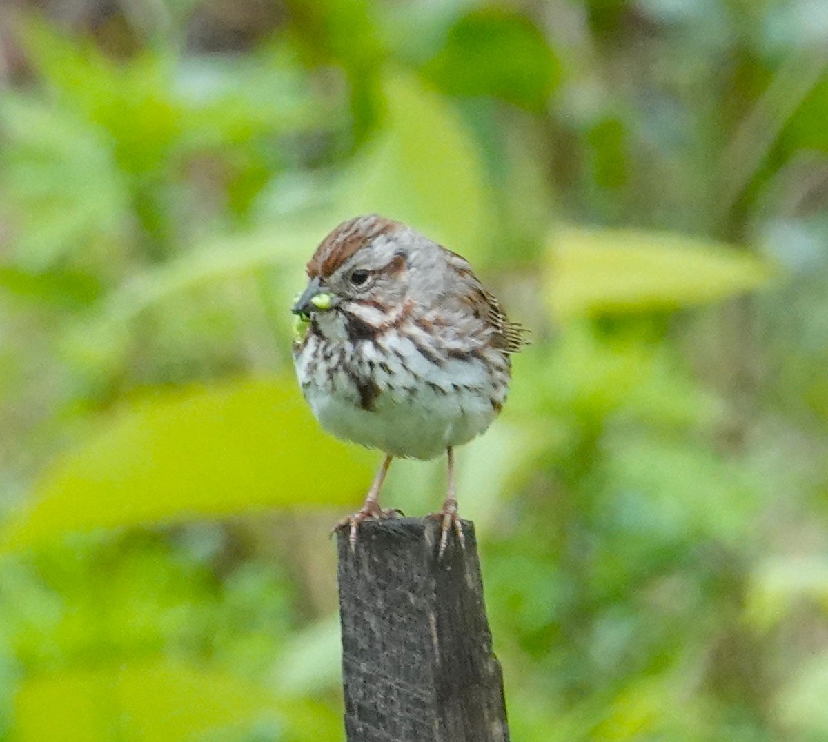 Song Sparrow - Brian Lineaweaver