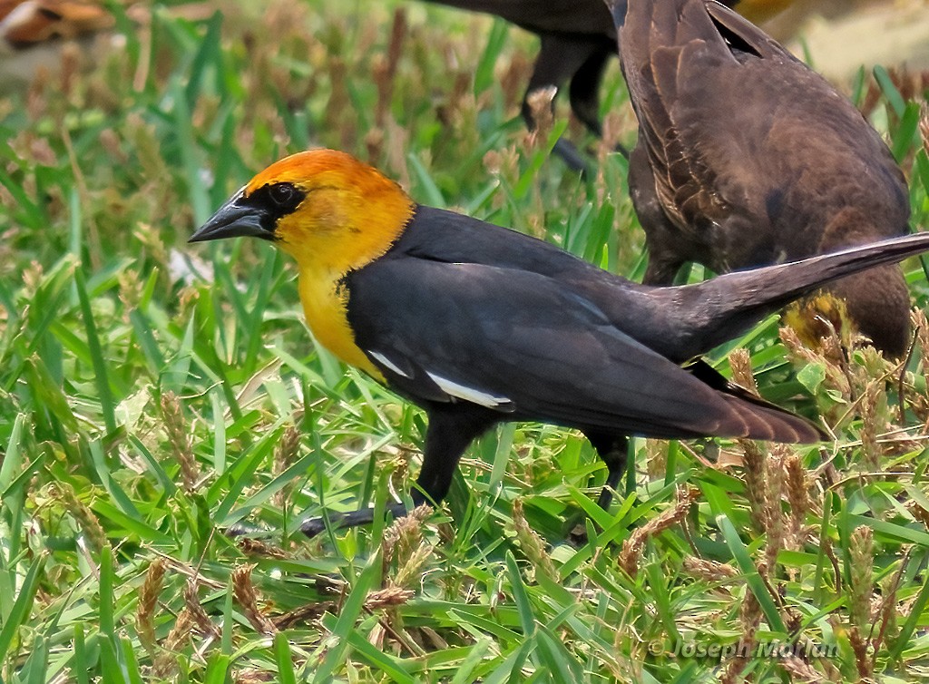Yellow-headed Blackbird - ML618920367