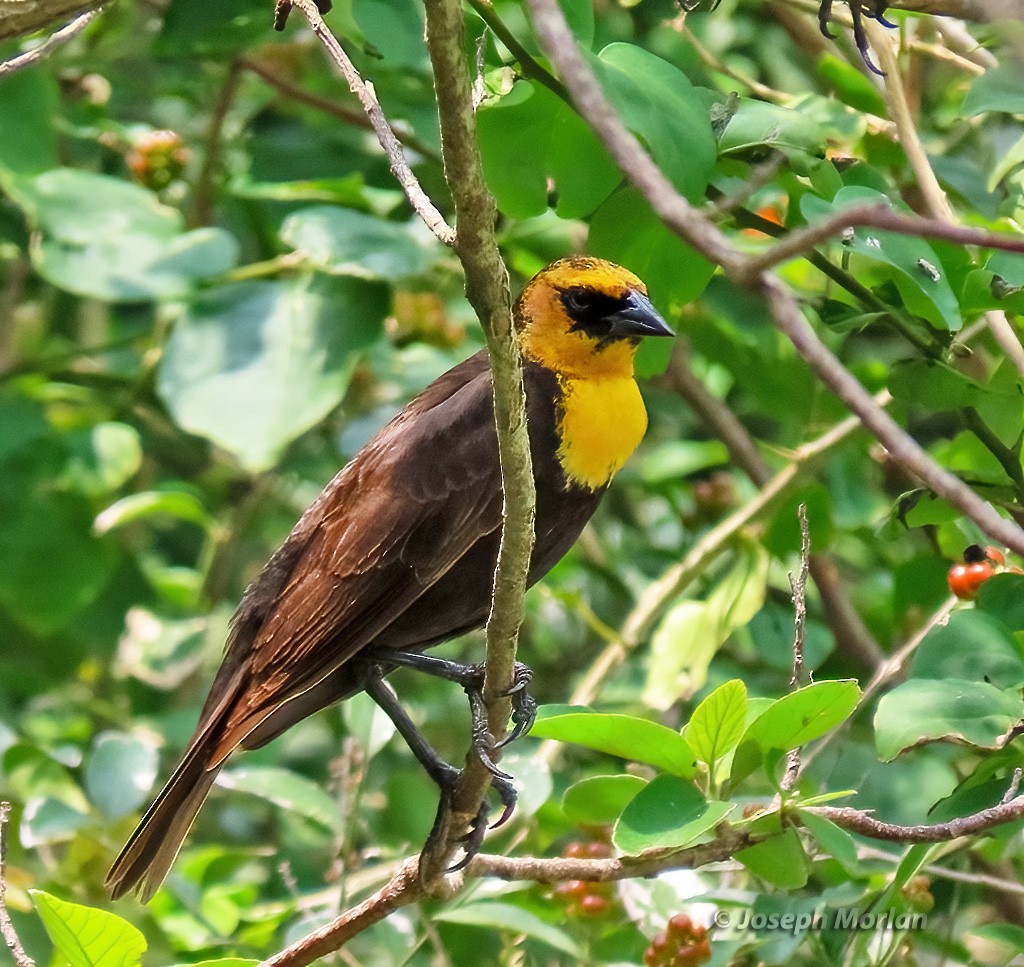 Yellow-headed Blackbird - Joseph Morlan
