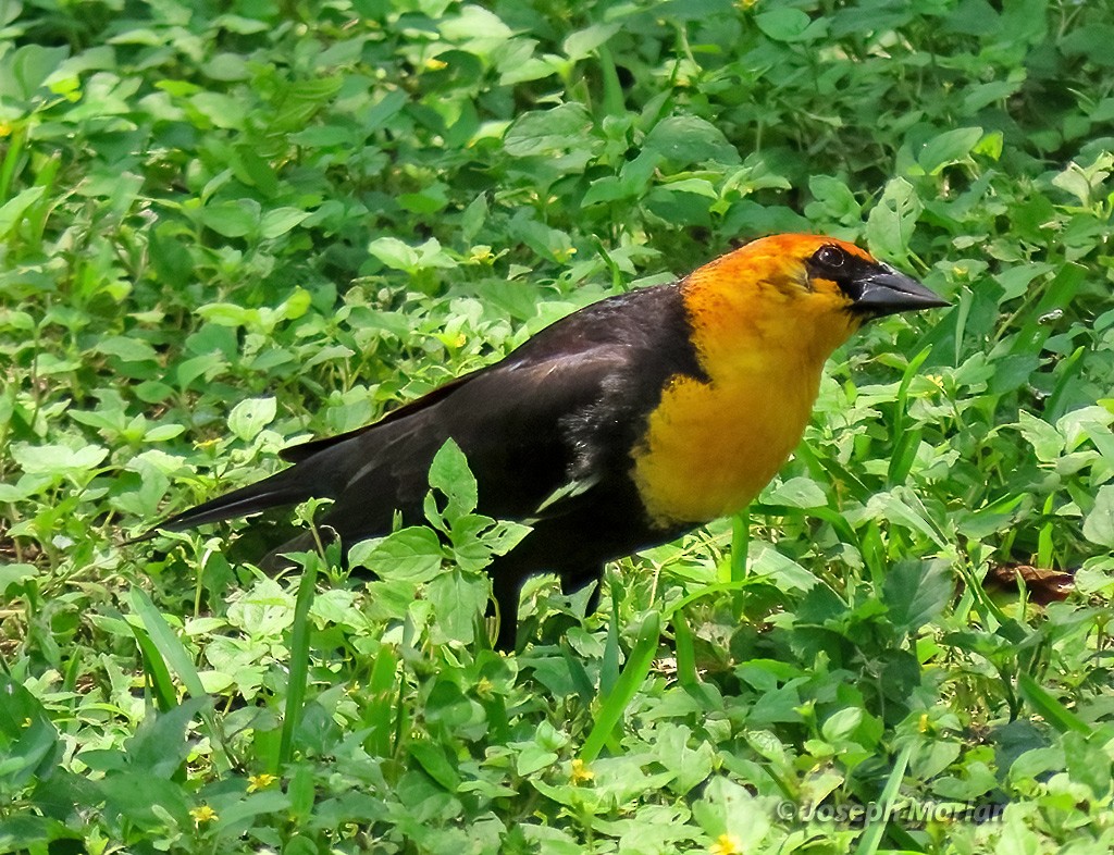 Yellow-headed Blackbird - ML618920369