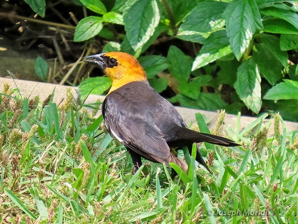 Yellow-headed Blackbird - ML618920370