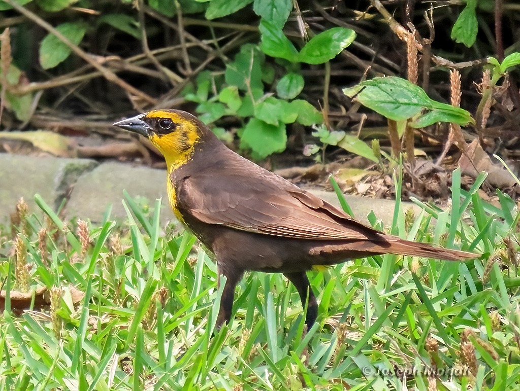 Yellow-headed Blackbird - ML618920371