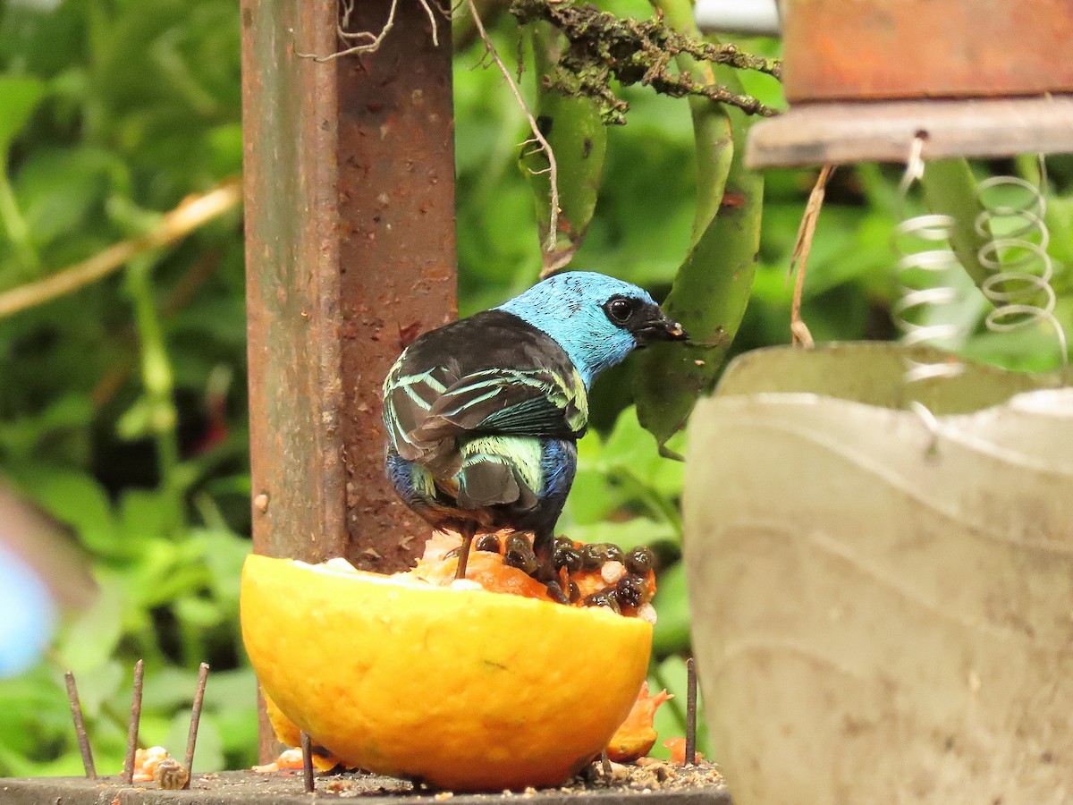Blue-necked Tanager - ML618920408