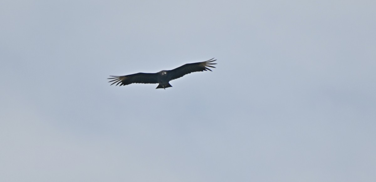 Black Vulture - ML618920413