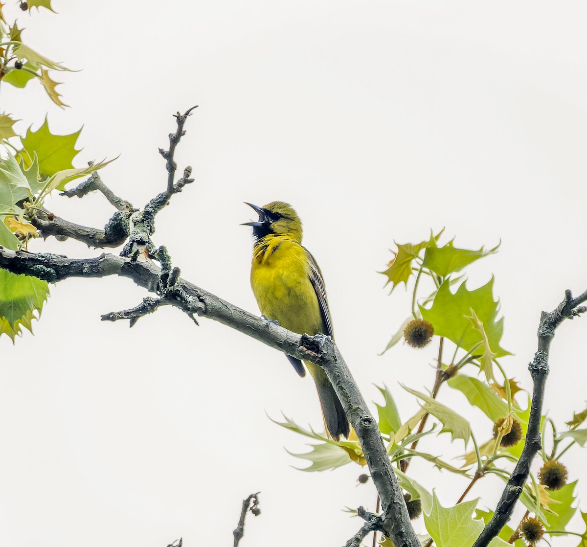 Orchard Oriole - ML618920417