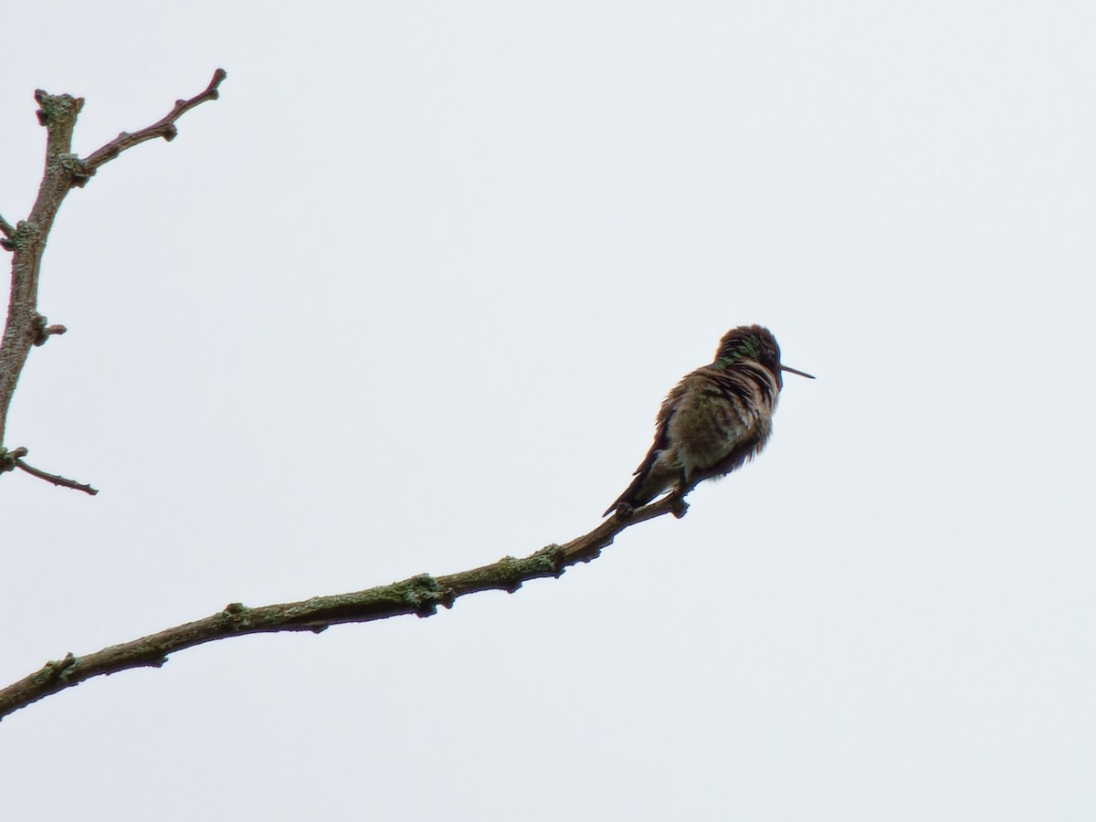 eBird Checklist - 12 May 2024 - Frick Park--Beechwood Entrance - 28 species