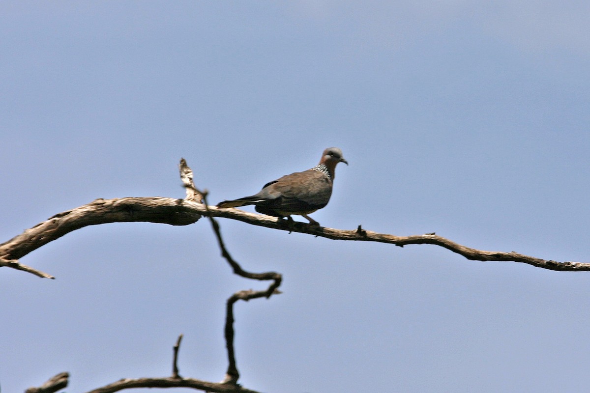 Spotted Dove - ML618920434