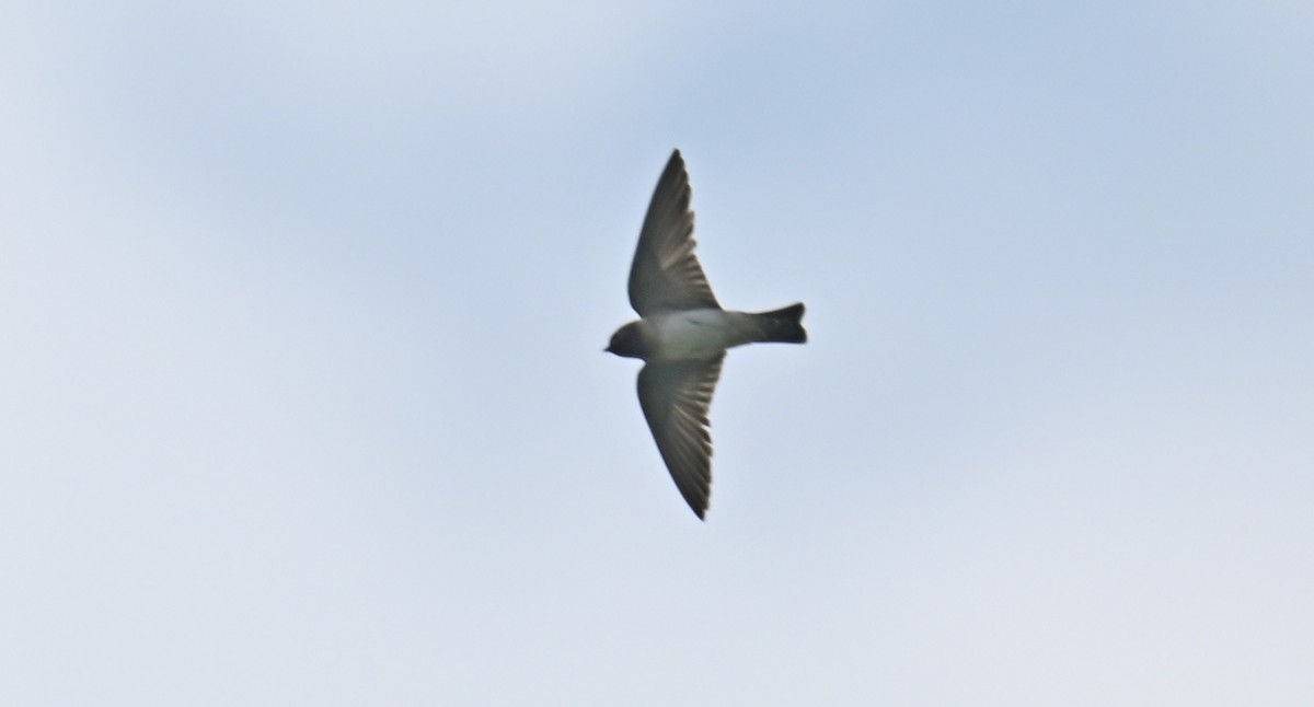 Northern Rough-winged Swallow - ML618920444