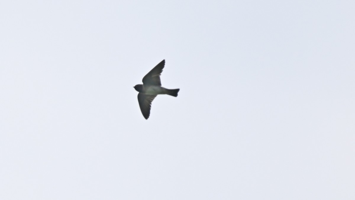 Northern Rough-winged Swallow - ML618920446