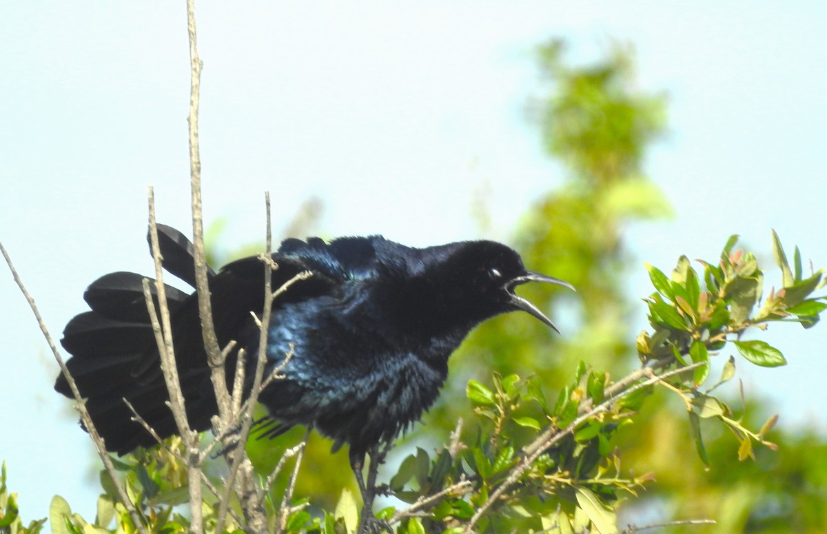 Great-tailed Grackle - ML618920469