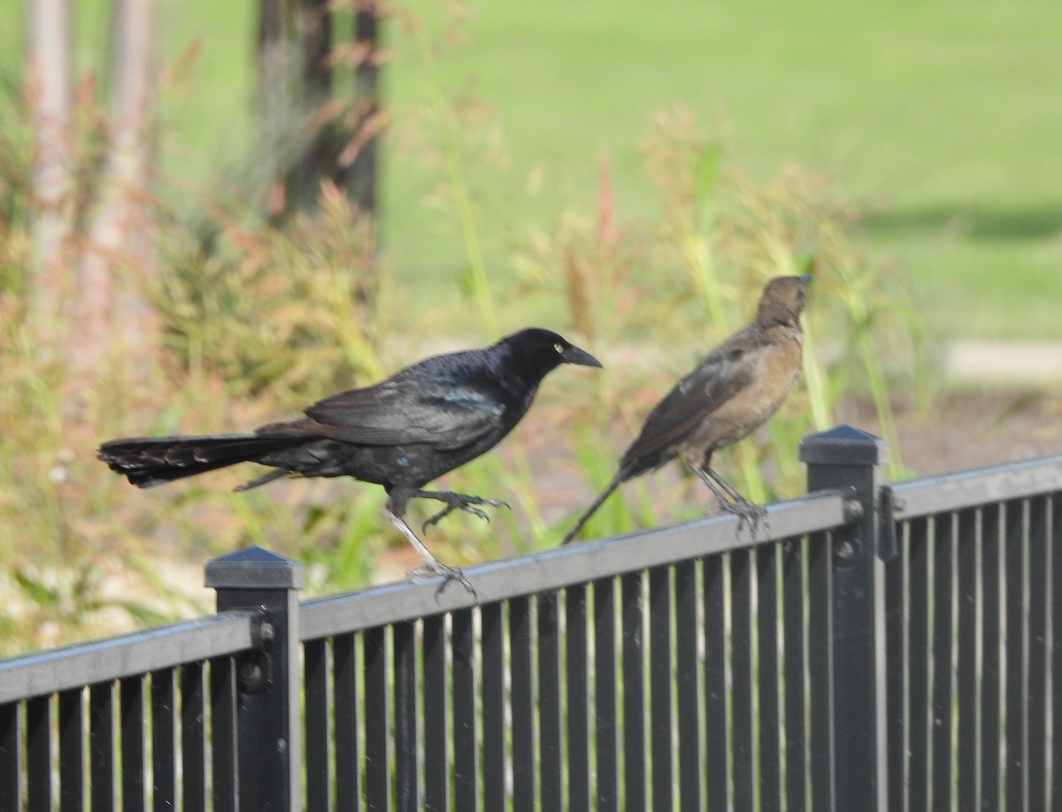 Great-tailed Grackle - ML618920485