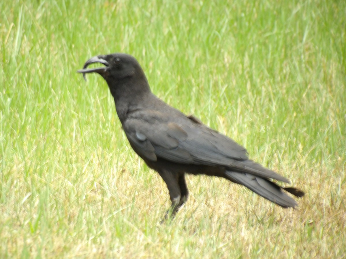 American Crow - ML618920497