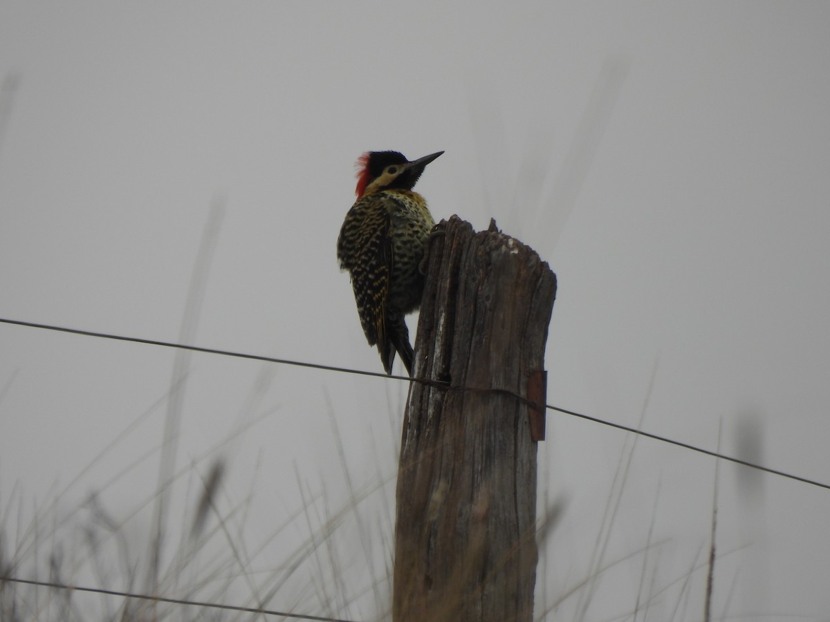 Green-barred Woodpecker - ML618920518