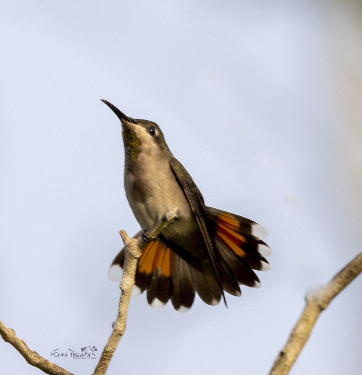 kolibřík červenohlavý - ML618920533