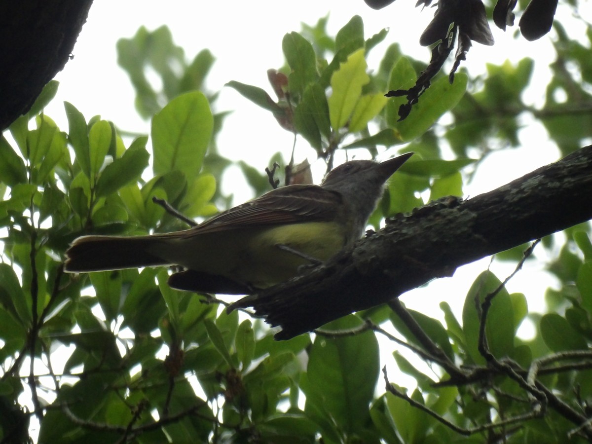 Great Crested Flycatcher - ML618920550