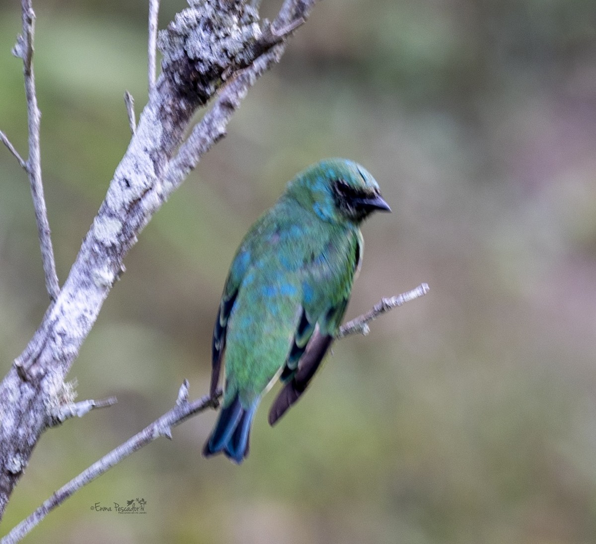 Swallow Tanager - ML618920556