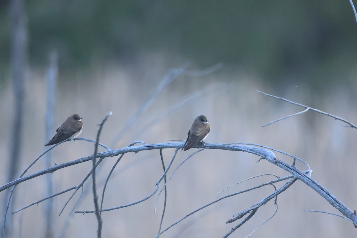 Northern Rough-winged Swallow - ML618920617