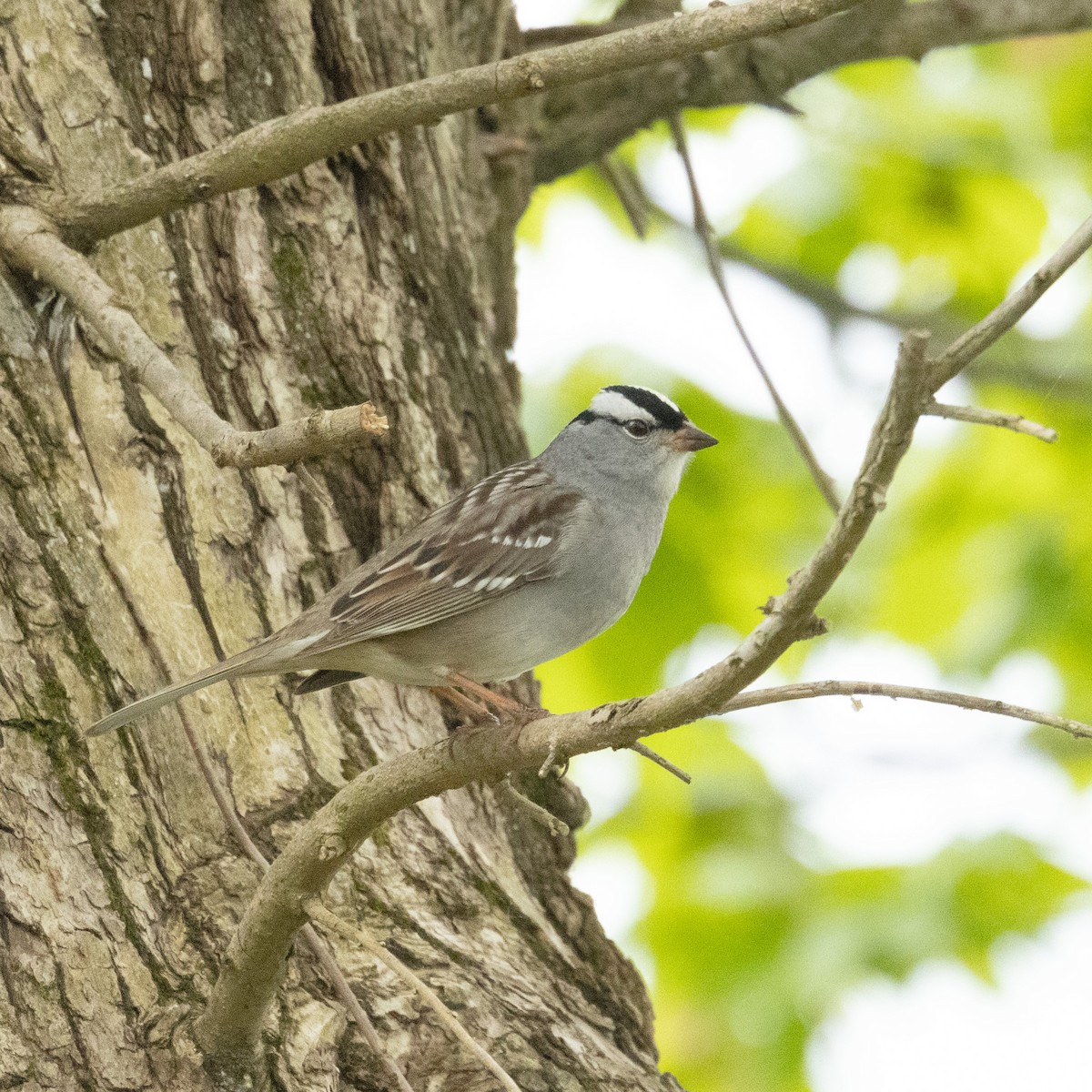 White-crowned Sparrow - Mary McKitrick