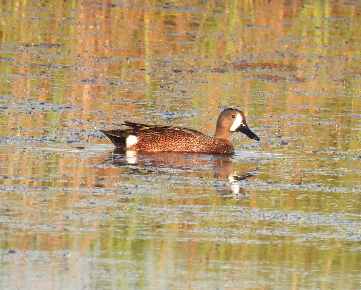 Blue-winged Teal - ML618920640