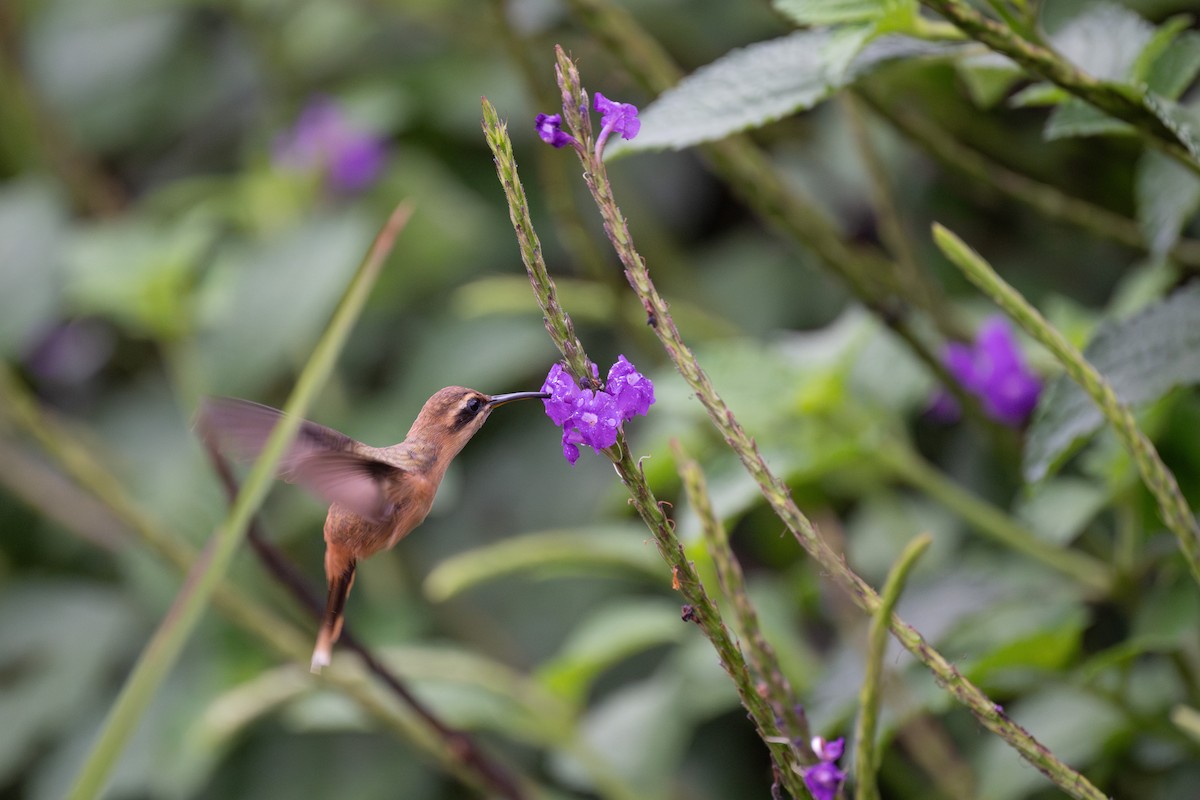 kolibřík proužkohrdlý - ML618920668