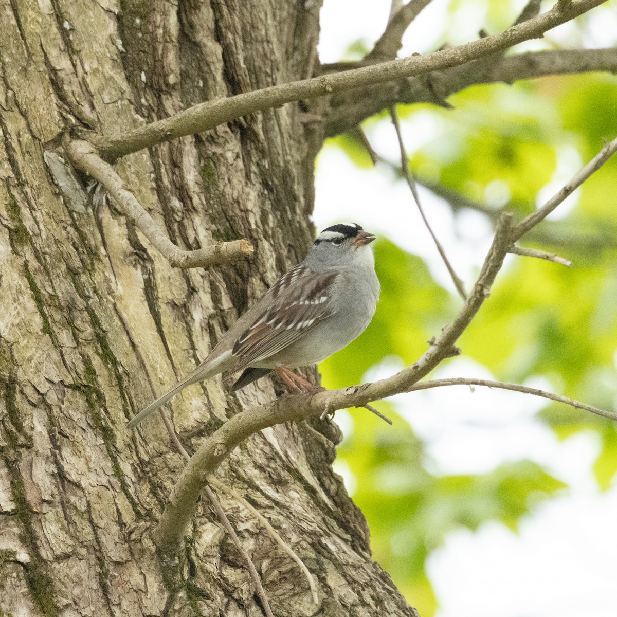 White-crowned Sparrow - ML618920688