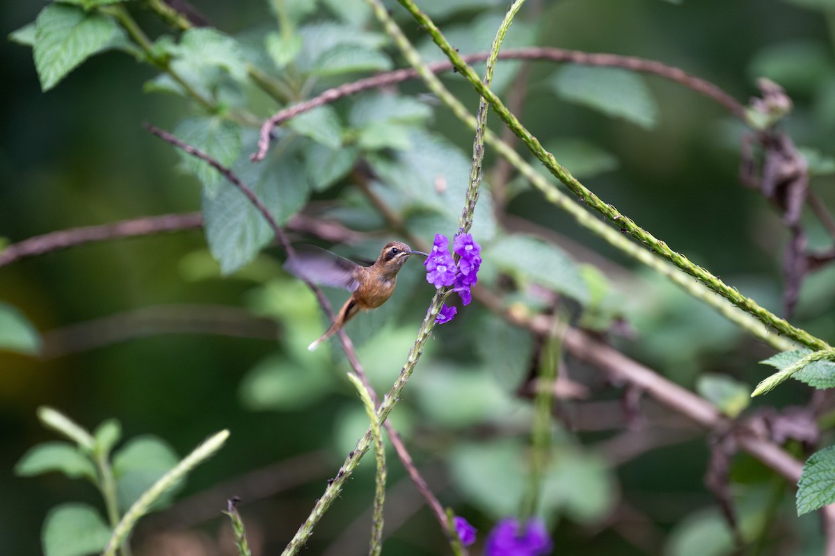 kolibřík proužkohrdlý - ML618920699