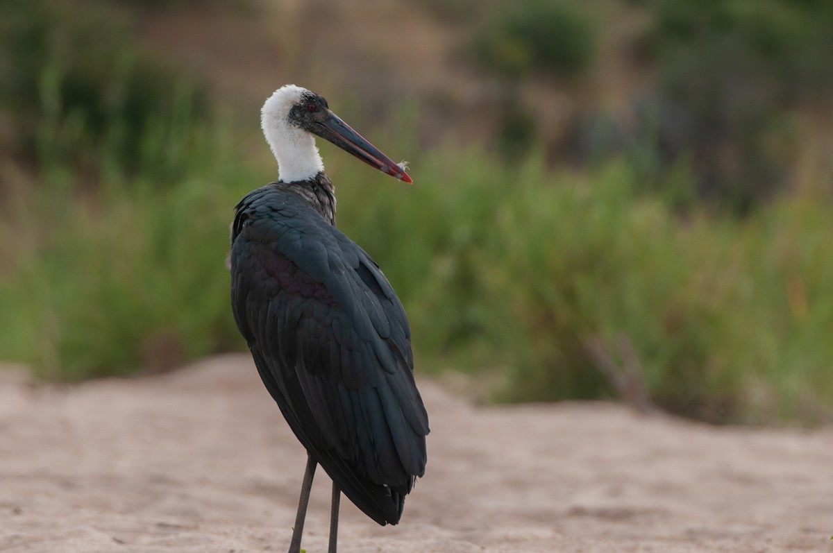 African Woolly-necked Stork - ML618920766