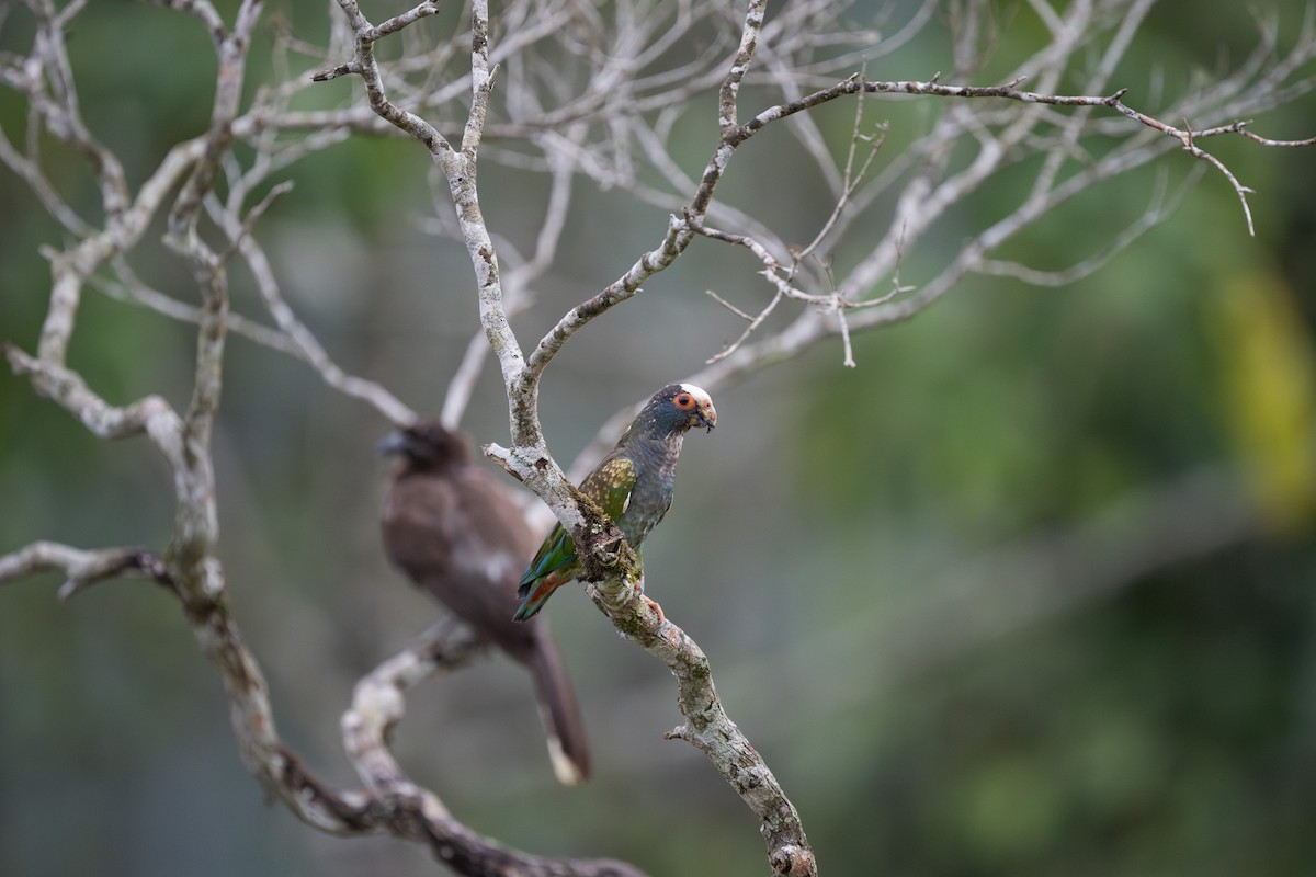 White-crowned Parrot - ML618920781