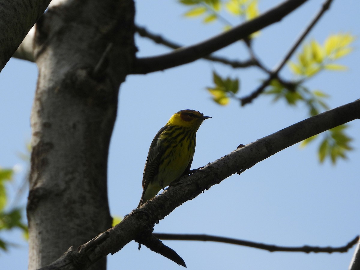 Cape May Warbler - ML618920788