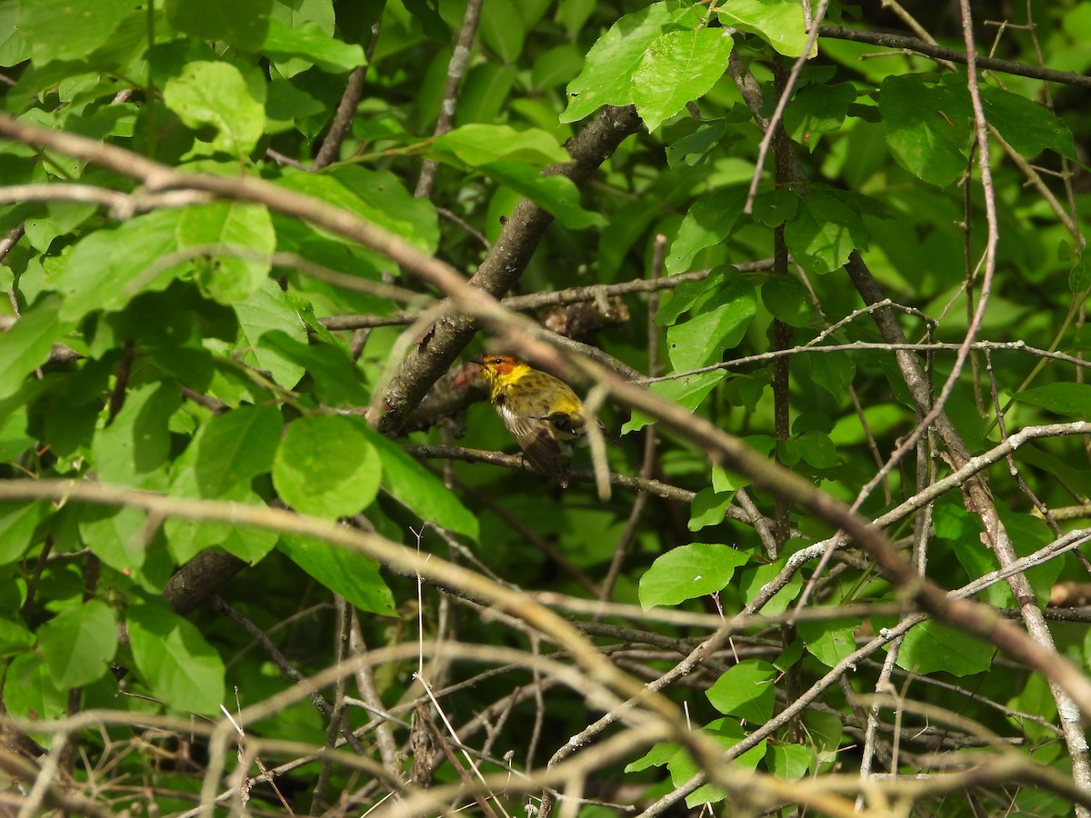 Cape May Warbler - ML618920789