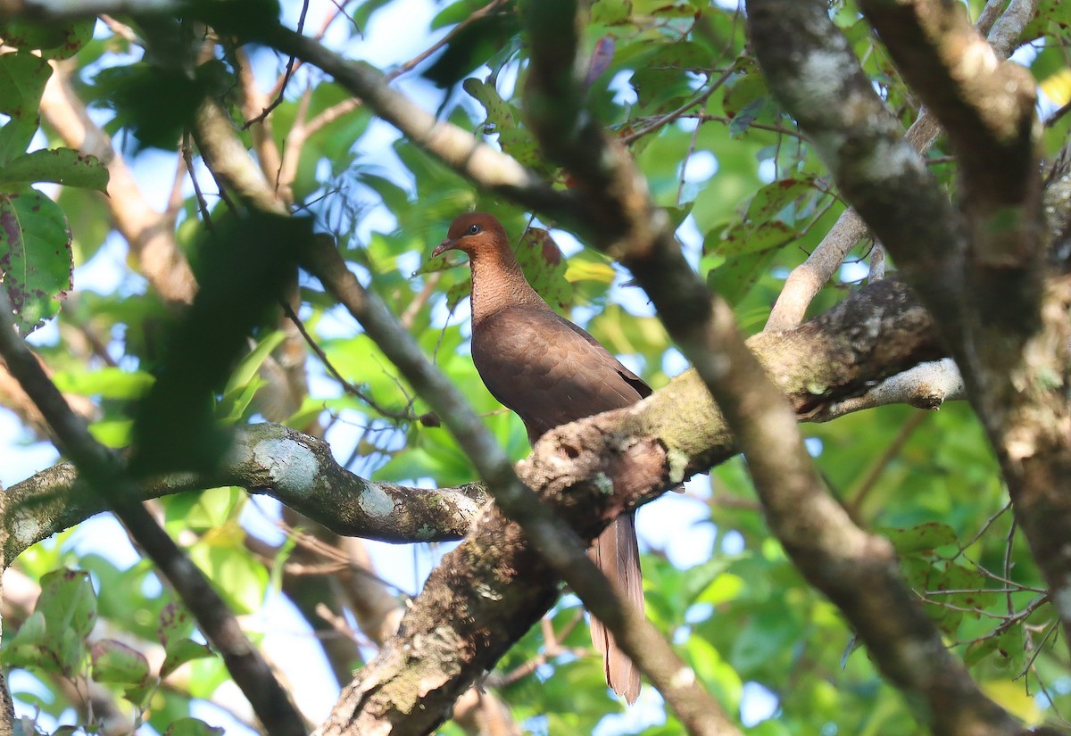 Andaman Cuckoo-Dove - Wayne Paes