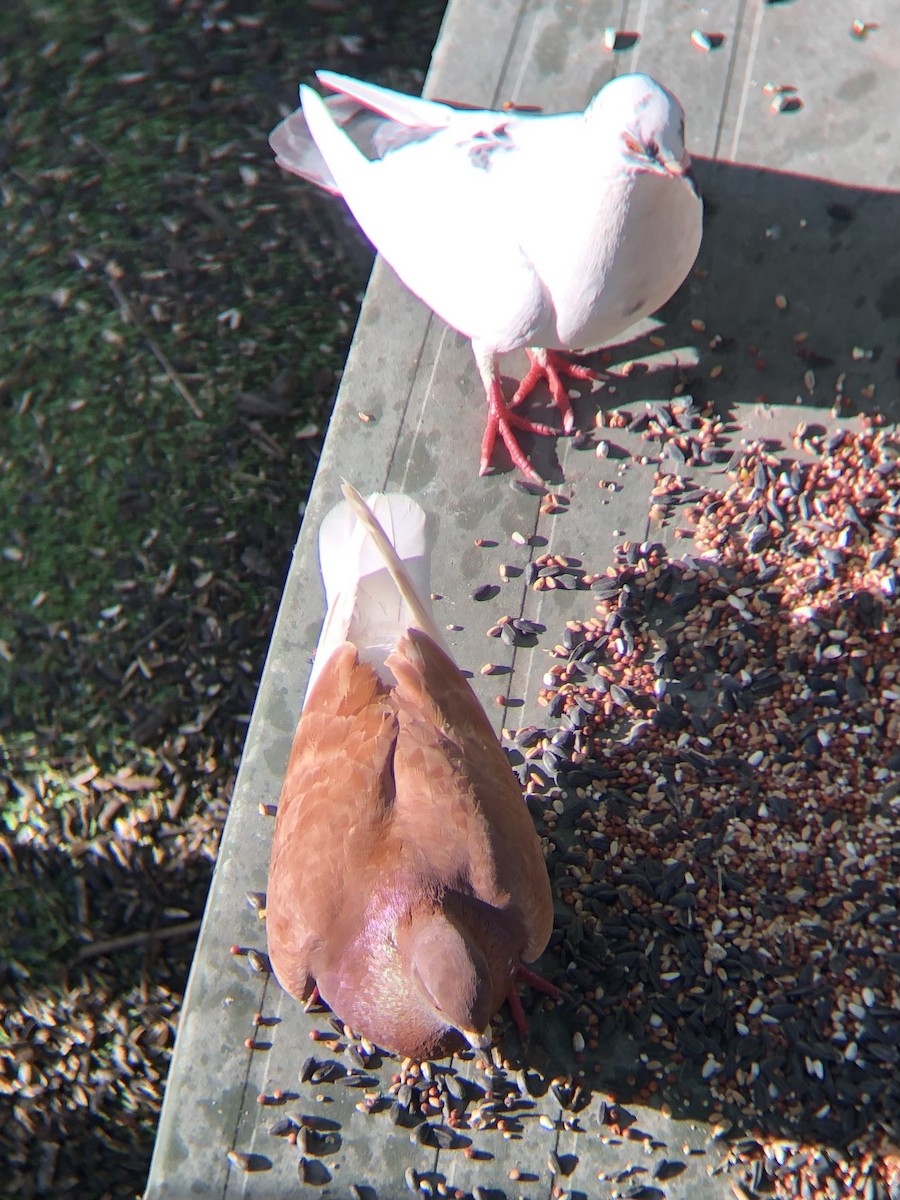 Rock Pigeon (Feral Pigeon) - ML618920825