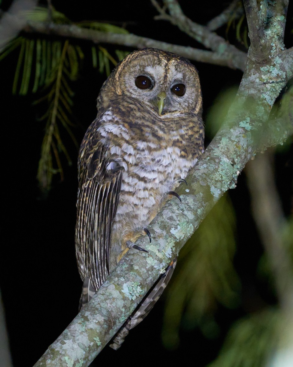 Rusty-barred Owl - ML618920839