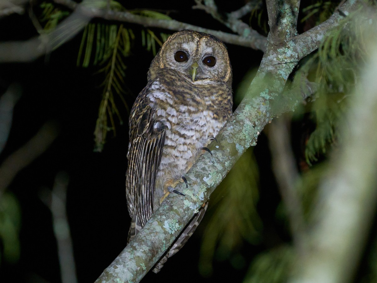 Rusty-barred Owl - ML618920840