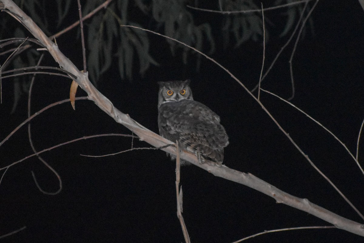 Lesser Horned Owl - ML618920855