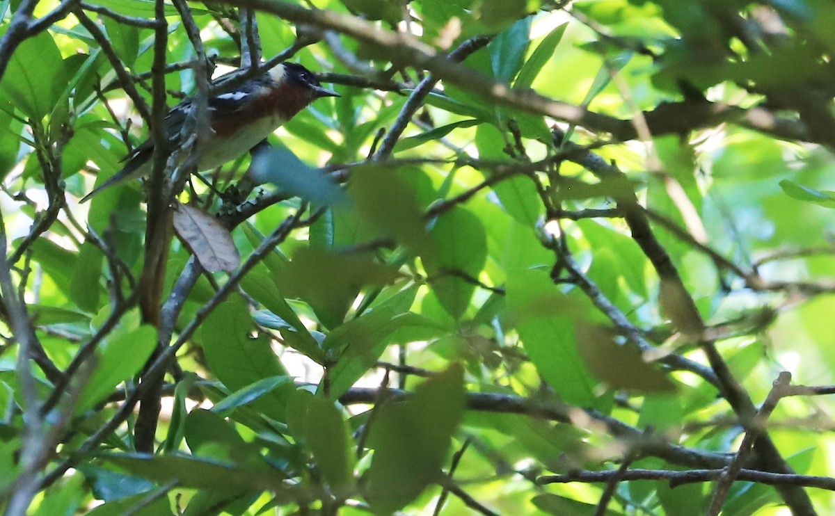 Bay-breasted Warbler - ML618920856