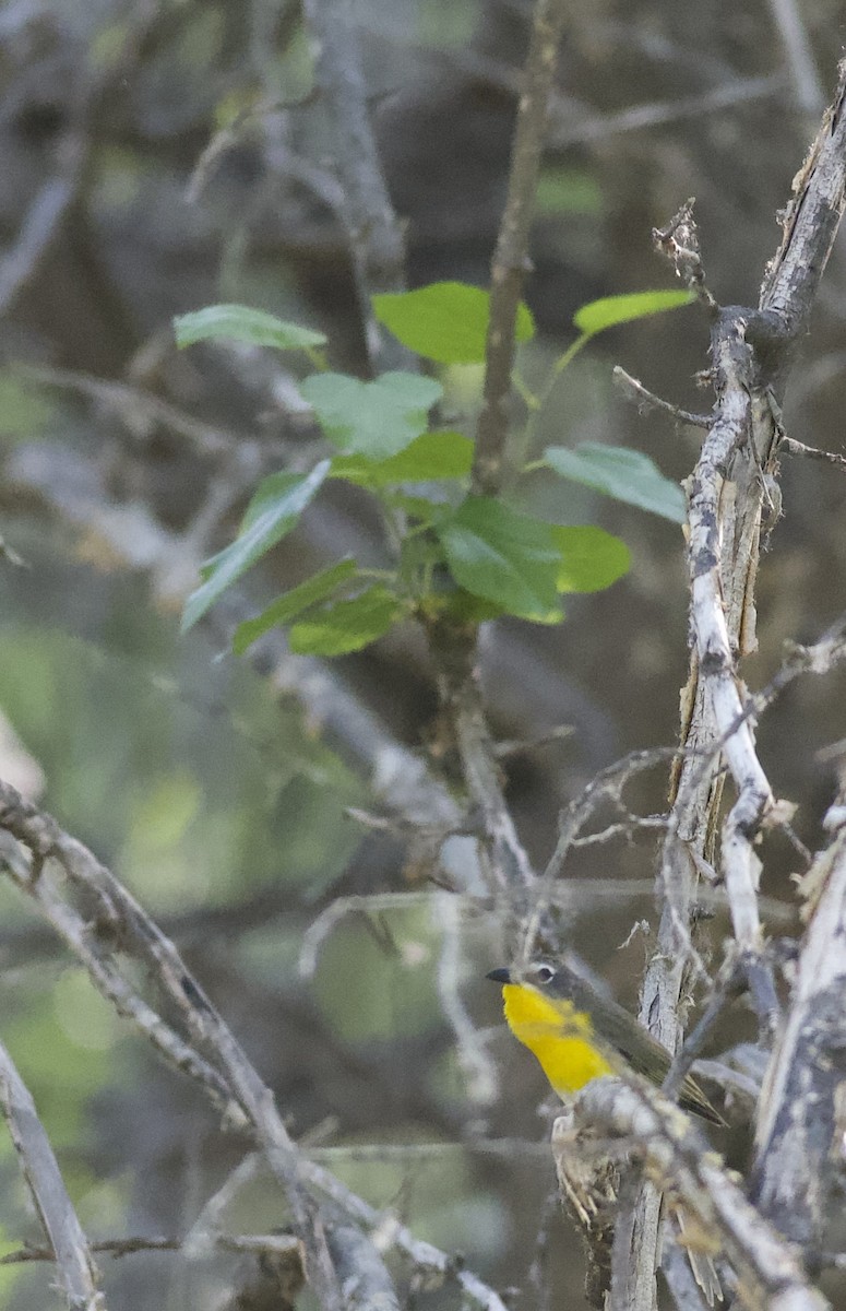 Yellow-breasted Chat - Robert Carter